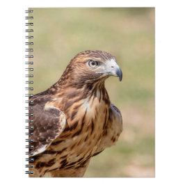 Cuaderno Halcón de cola roja en el Valle de Hudson