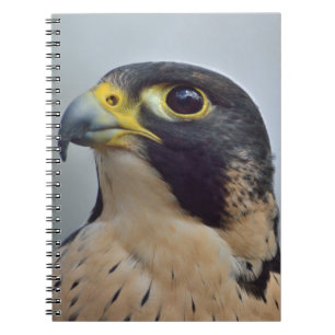 Cuaderno Halcón de peregrino majestuoso