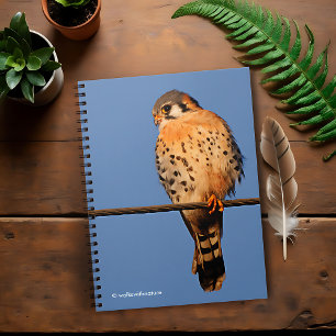 Cuaderno Halcón kestrel americano en un cable