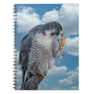 Cuaderno Halcón Peregrino a lo largo del río Hudson