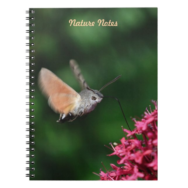 Cuaderno Halcón-polilla del colibrí que asoma (Frente)