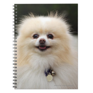 Cuaderno Headshot 1 de Pomeranian