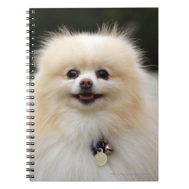 Cuaderno Headshot 1 de Pomeranian (Frente)