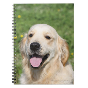 Cuaderno Headshot 1 del golden retriever