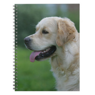 Cuaderno Headshot 2 2 del golden retriever