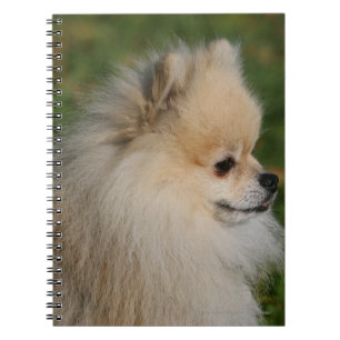 Cuaderno Headshot 2 de Pomeranian