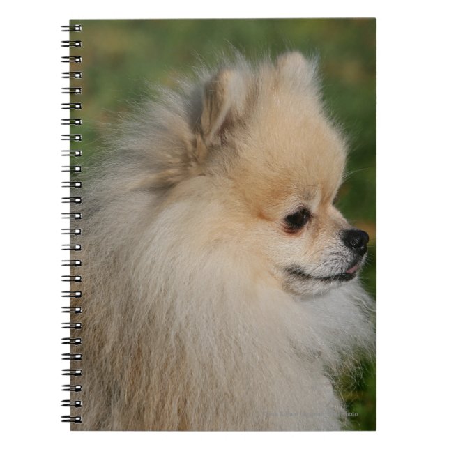 Cuaderno Headshot 2 de Pomeranian (Frente)
