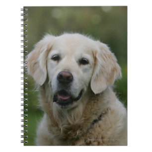 Cuaderno Headshot 2 del golden retriever