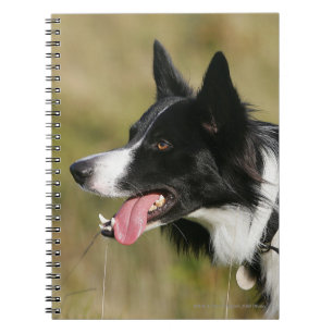 Cuaderno Headshot 2 del jadeo del border collie