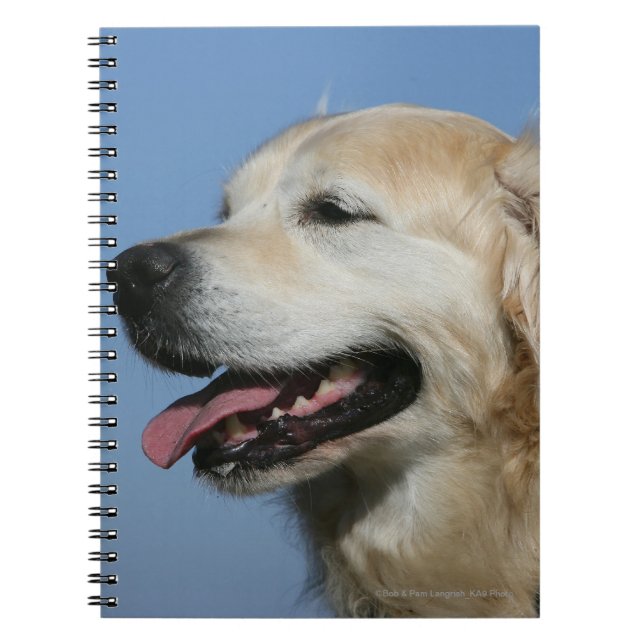 Cuaderno Headshot 4 del golden retriever (Frente)