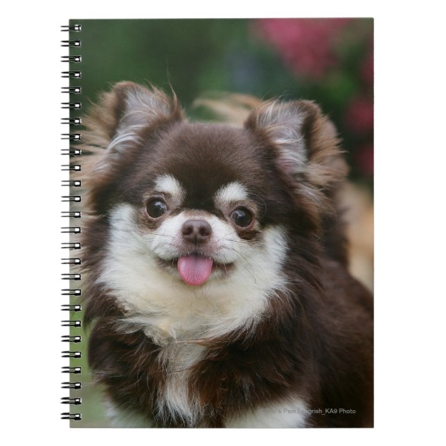 Cuaderno Headshot de pelo largo 1 de la chihuahua (Frente)