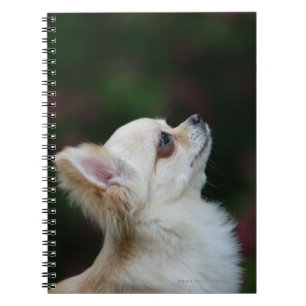 Cuaderno Headshot de pelo largo 2 de la chihuahua