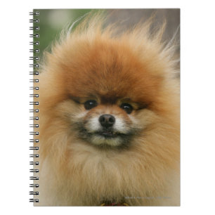 Cuaderno Headshot de Pomeranian que mira la cámara