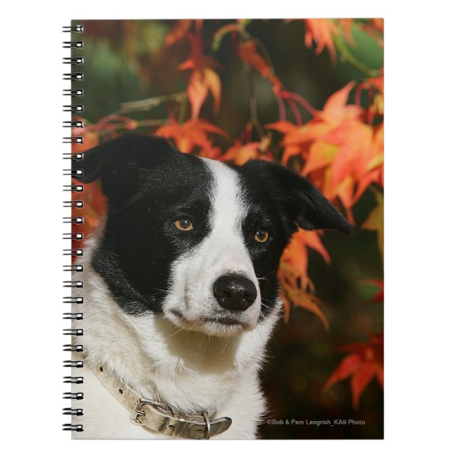 Cuaderno Headshot del otoño del border collie (Frente)