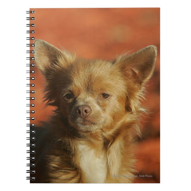 Cuaderno Headshot del perrito de la chihuahua (Frente)