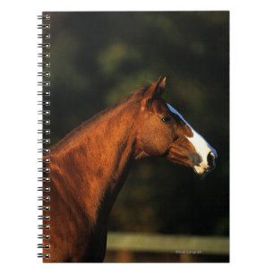 Cuaderno Headshot excelente del caballo