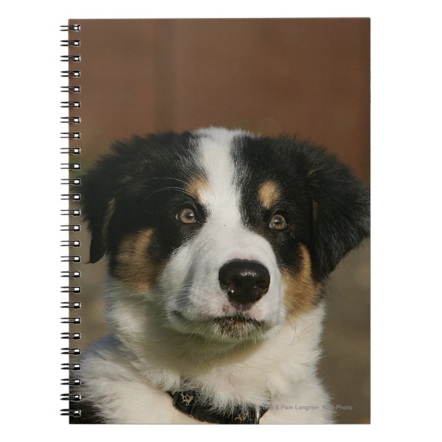 Cuaderno Headshot viejo del perrito del border collie de 12 (Frente)