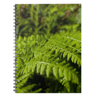Cuaderno helecho