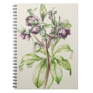 Cuaderno Helleborus Orientalis de Helen Ballard