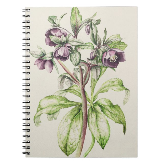 Cuaderno Helleborus Orientalis de Helen Ballard (Frente)