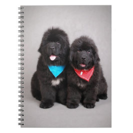 Cuaderno Hermanos Nuwfie