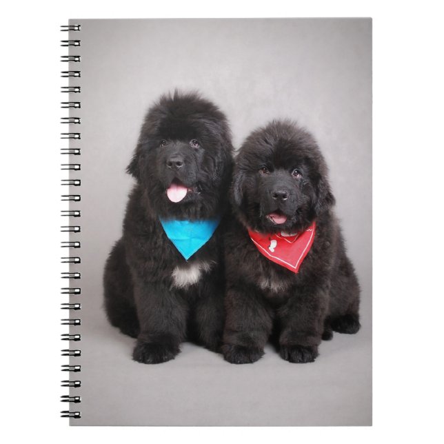 Cuaderno Hermanos Nuwfie (Frente)