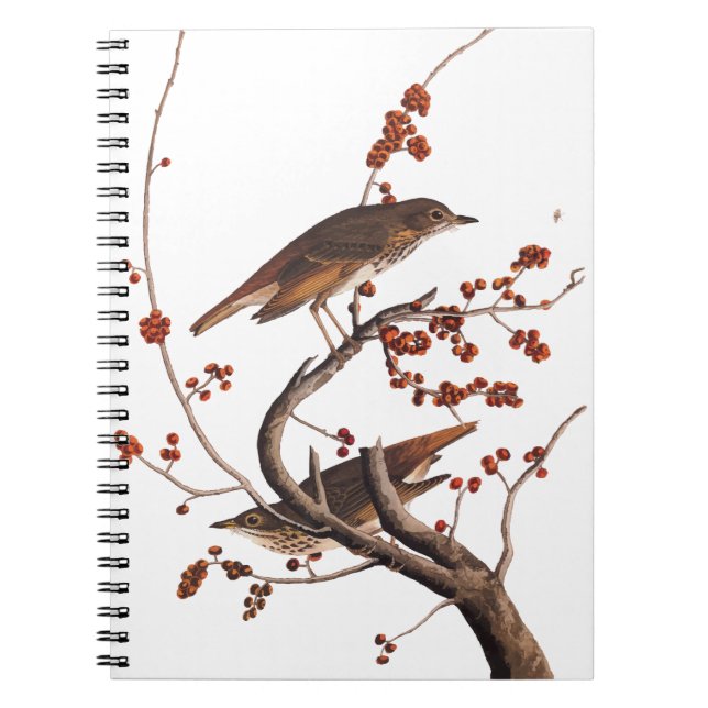Cuaderno Hermit Thrush Audubon Bird con Berries Rojas (Frente)