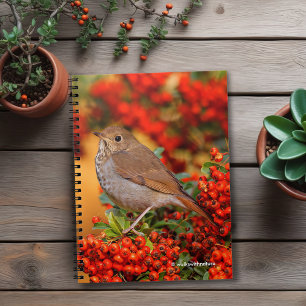 Cuaderno Hermit Thrush Songbird en Scarlet Firethorn