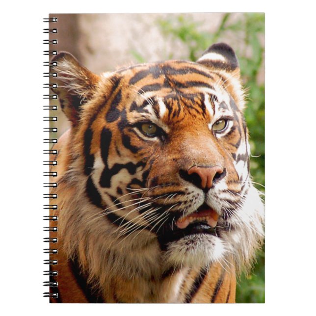 Cuaderno Hermosa cara de tigre (Frente)