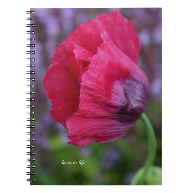 Cuaderno Hermosa flor de amapola PInk y púrpura (Frente)
