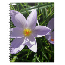 Hermosa flor de jardín morada. 美丽的紫色花