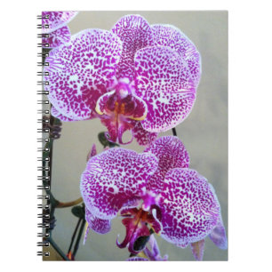 Cuaderno Hermosa foto de cierre de orquídeas blancas morada
