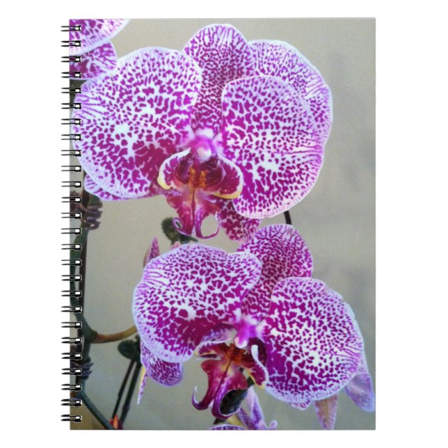Cuaderno Hermosa foto de cierre de orquídeas blancas morada (Frente)