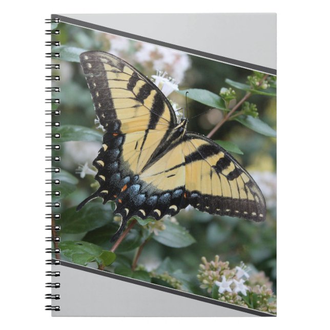 Cuaderno hermosa foto de mariposa de cola torta - (Frente)