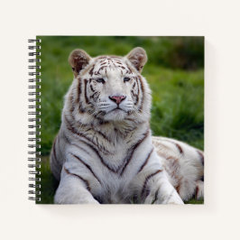 Cuaderno Hermosa foto de tigre blanco