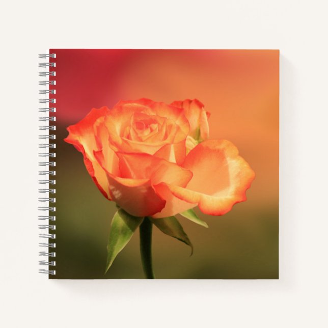 Cuaderno Hermosa fotografía romántica Rosa (Anverso)