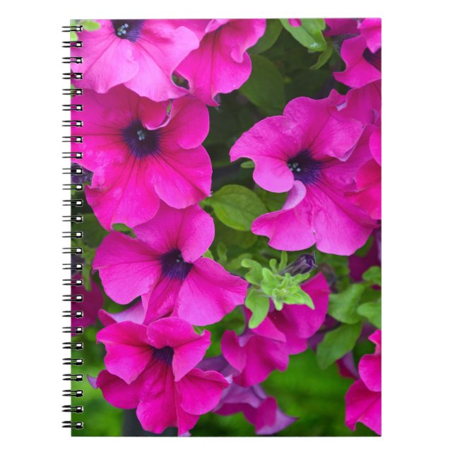 Cuaderno Hermosa huella púrpura de petunias (Frente)