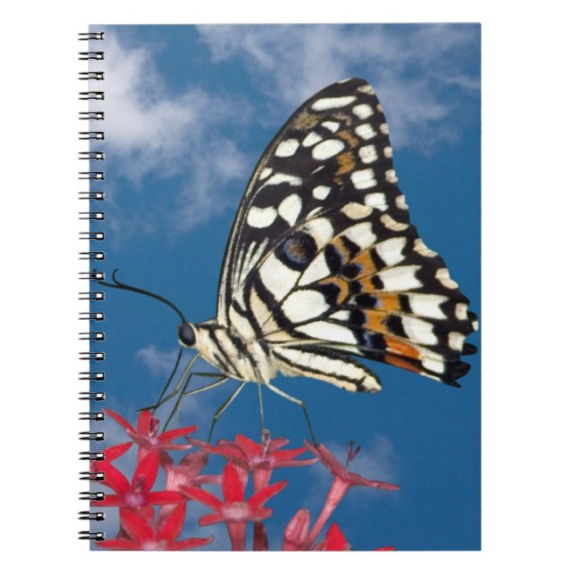 Cuaderno Hermosa mariposa (Frente)