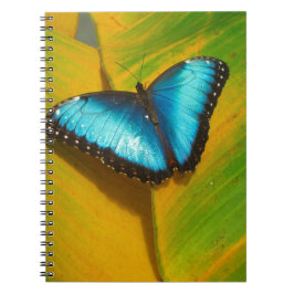 Cuaderno Hermosa mariposa irlandesa