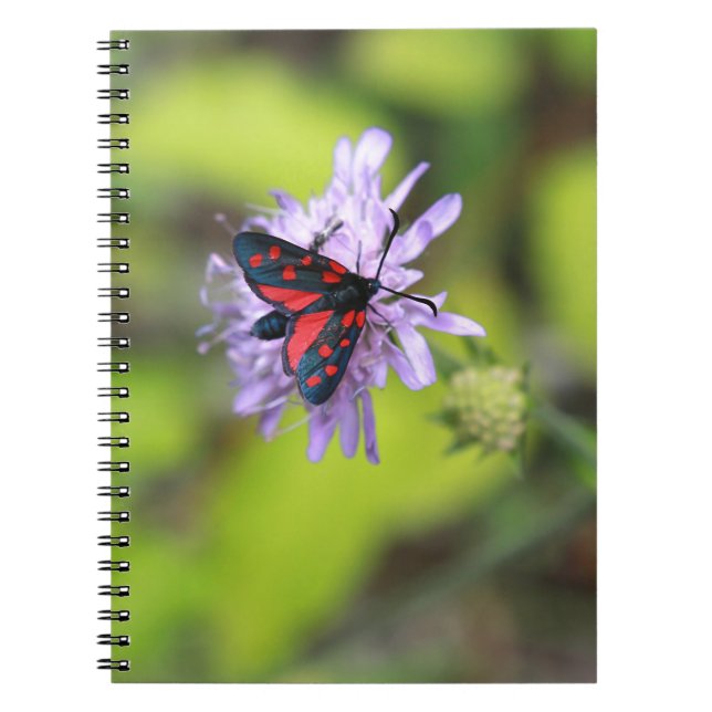 Cuaderno Hermosa Moth (Frente)