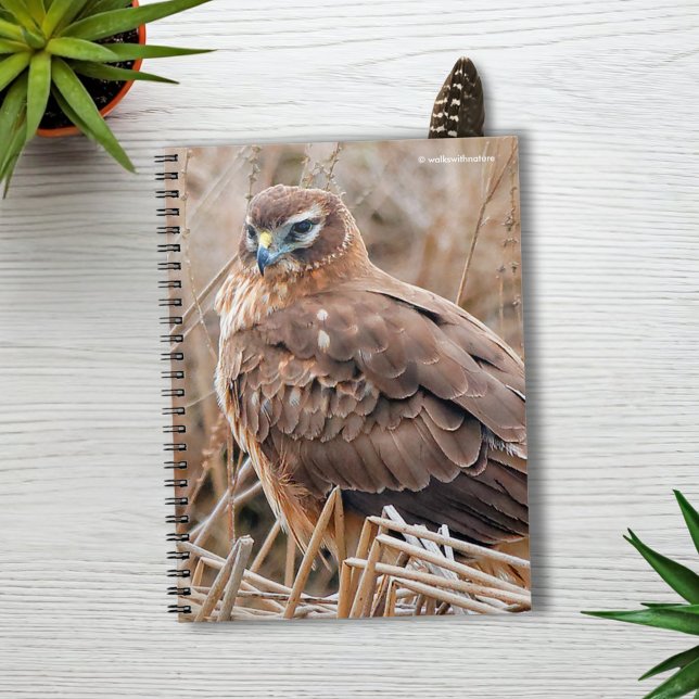 Cuaderno Hermosa mujer norteña Harrier en el pantano (Beautiful Female Northern Harrier in the Marsh Journal Cover Photo)
