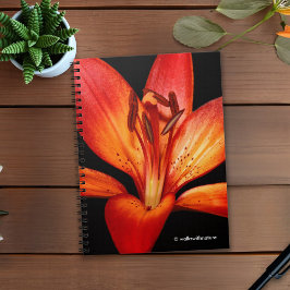 Cuaderno Hermosa Naranja Roja Asiática Lily Gran Paradiso