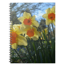 Cuaderno Hermosa primavera amarilla, naranja daffodil flore