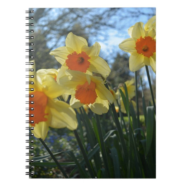 Cuaderno Hermosa primavera amarilla, naranja daffodil flore (Frente)