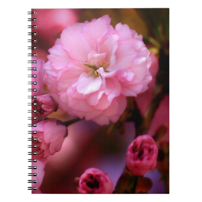 Cuaderno Hermosas flores de cerezo rosado de primavera (Frente)