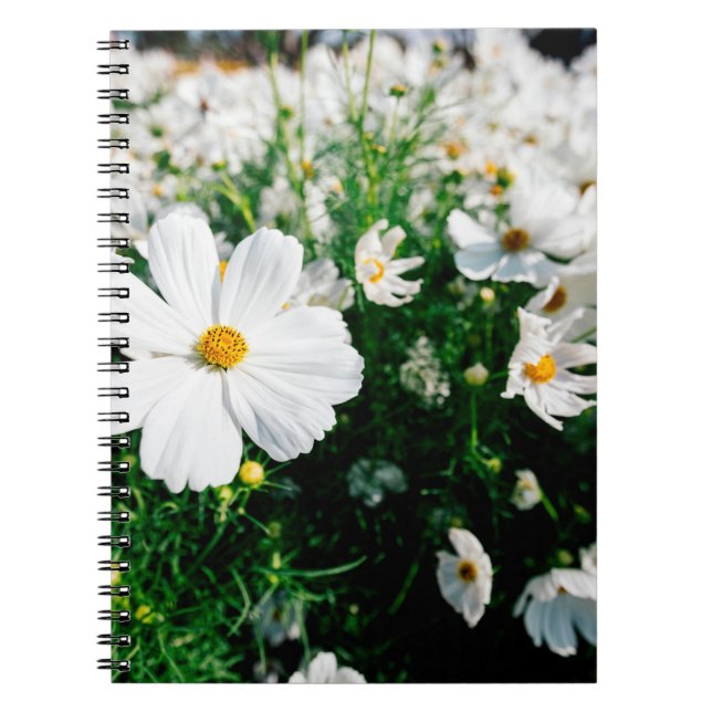 Cuaderno Hermosas flores de cosmos blancos floreciendo en l (Frente)