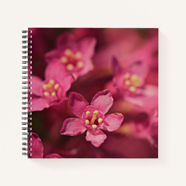 Cuaderno Hermosas flores rosas (Anverso)