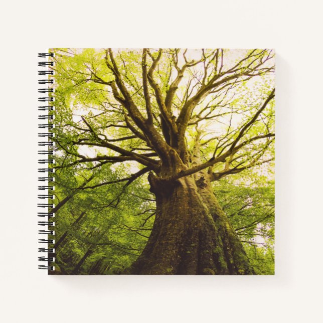 Cuaderno Hermoso árbol de haya (Anverso)