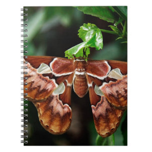 Cuaderno Hermoso Atlas Moth
