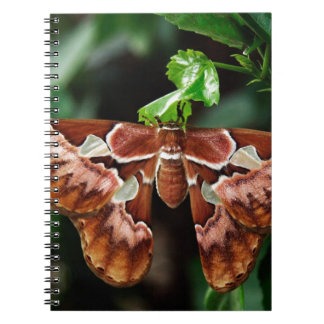 Cuaderno Hermoso Atlas Moth